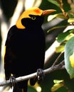 A regent bowerbird male Royalty Free Stock Photo