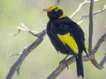 Regent bowerbird perched on a branch at a walk-in avairy in australia Royalty Free Stock Photo