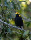 Regent Bowerbird Royalty Free Stock Photo