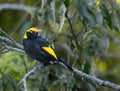 Regent Bowerbird Royalty Free Stock Photo