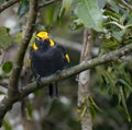 Regent Bowerbird Royalty Free Stock Photo