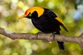 Regent Bowerbird Royalty Free Stock Photo