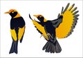 Regent Bowerbird Royalty Free Stock Photo