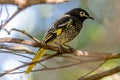 Regent Honeyeater Royalty Free Stock Photo