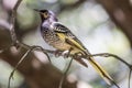 Regent Honeyeater