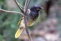 Regent Honeyeater Royalty Free Stock Photo