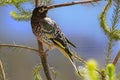 Regent Honeyeater Royalty Free Stock Photo