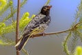 Regent Honeyeater