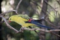 Regent parrot Royalty Free Stock Photo