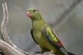 Regent parrot female Royalty Free Stock Photo