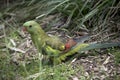 Regent parrot female Royalty Free Stock Photo