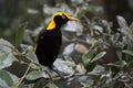 Regent's Bowerbird in leafy glade Royalty Free Stock Photo