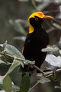 Regent's Bowerbird in natural habitat Royalty Free Stock Photo