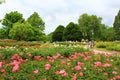 Queen Mary's Rose Gardens Regents Park London Royalty Free Stock Photo