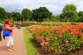 Regents Park rose gardens London England Royalty Free Stock Photo