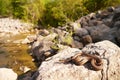 Regina grahamii (Graham's Crayfish Snake)