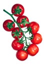 Regina tomatoes on the vine, paths Royalty Free Stock Photo