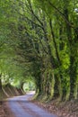 Regional road between trees in Galicia Spain