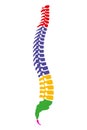 Regions of the human vertebral column, also known as backbone or spine