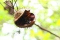 Urucum at forest