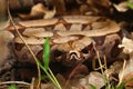 Snake at forest