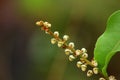 Leaf plant