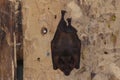 Bat at home