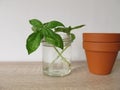 Regrow basil in a glass of water Royalty Free Stock Photo