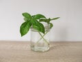 Regrow basil in a glass of water Royalty Free Stock Photo