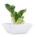 Regrow bok choy Royalty Free Stock Photo