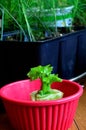 Regrow stalk of celery from base vertical Royalty Free Stock Photo