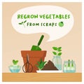 Regrow vegetables from scraps at home