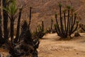 Regrowing of palm grove aftrer fire. Aharhar, Algeria, Africa Royalty Free Stock Photo