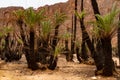 Regrowing of palm grove aftrer fire. Aharhar, Algeria, Africa