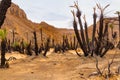 Regrowing of palm grove aftrer fire. Aharhar, Algeria, Africa Royalty Free Stock Photo