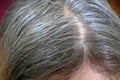 Regrown gray hair roots on the head. Hair coloring. Woman first appearance of gray hair roots