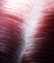 regrown gray roots close-up on female dyed head