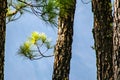 Regrowth through burnt bark and forest fires of the Canary Island Pine tree pinus canariensis in Mirador de la Cumbrecita, La