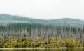 Regrowth of coniferous forest along Lake McDonald shore of Glacier National Park after a forest fire. Royalty Free Stock Photo