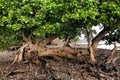 Regrowth of a fallen coastal tree