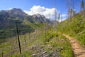 Regrowth after a fire on a mountain slope Royalty Free Stock Photo