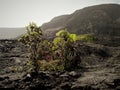 Regrowth from the flow, trees and ferns growing out of lava Royalty Free Stock Photo