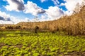 Regrowth forest after fire Royalty Free Stock Photo