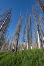 Regrowth after forest fire