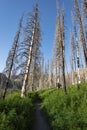 Regrowth after forest fire