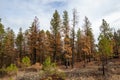 Regrowth in the forest after a wildfire