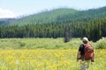 Regrowth from old forest fires in Glacier National Park