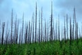 The regrowth of the forest after fire