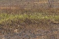 Regrowth in a Prairie After a Fire