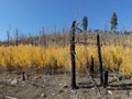 Regrowth and recovery in land ravaged by forest fire Royalty Free Stock Photo